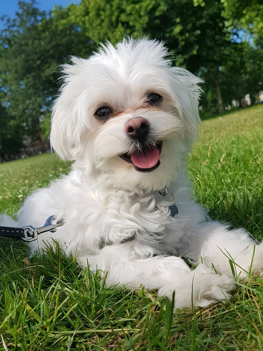 Maltese Dog | Diamond Painting