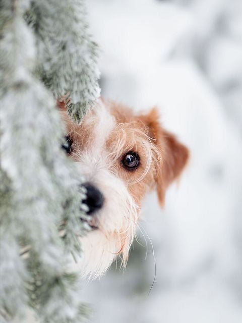 Christmas Dog | Diamond Painting