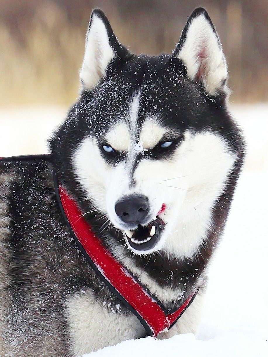 Husky Dog | Diamond Painting