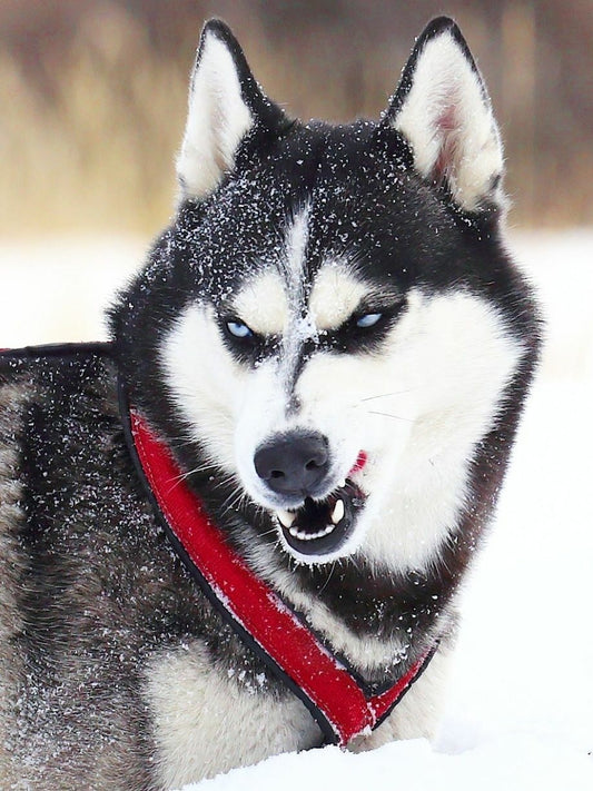 Husky Dog | Diamond Painting