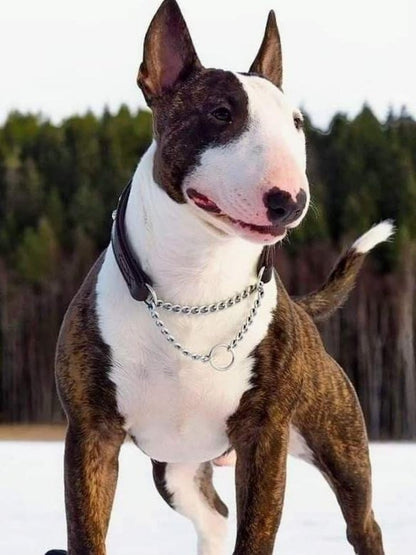 English Bull Terrier Dog | Diamond Painting