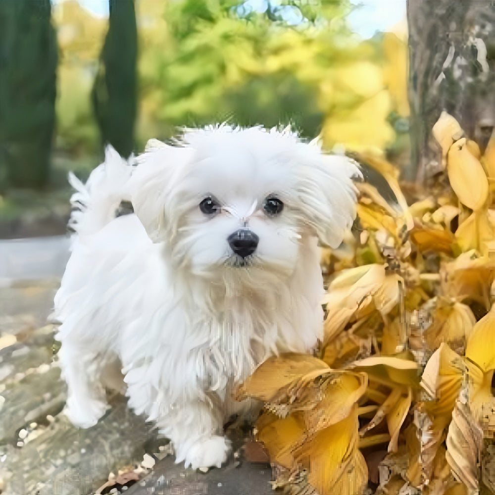 Maltese Dog | Diamond Painting
