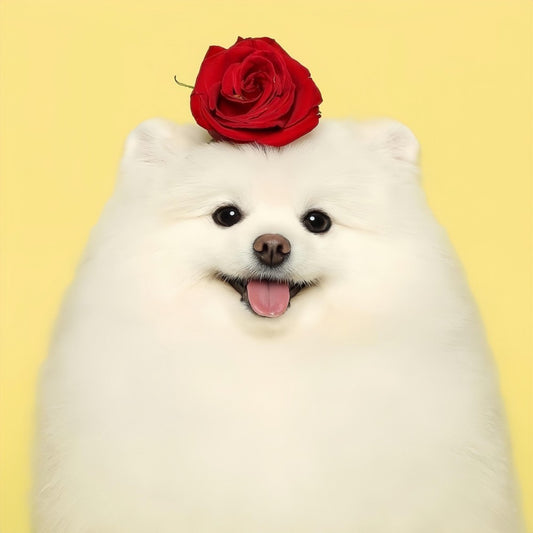 Pomeranian Dog | Diamond Painting