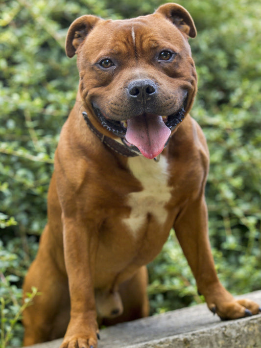 Dog Staffordshire Bull Terrier | Diamond Painting