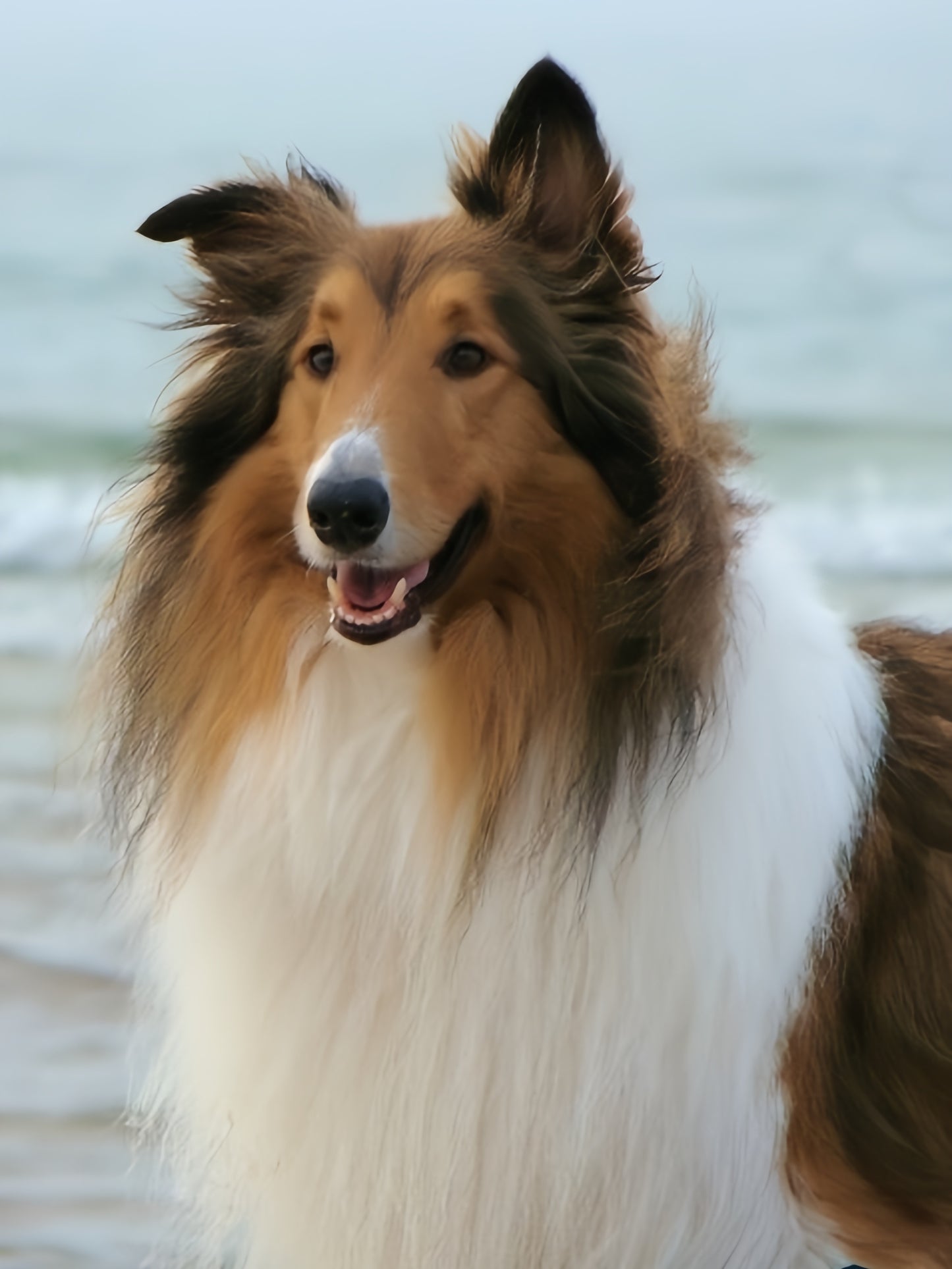 Sheltie Dog | Diamond Painting