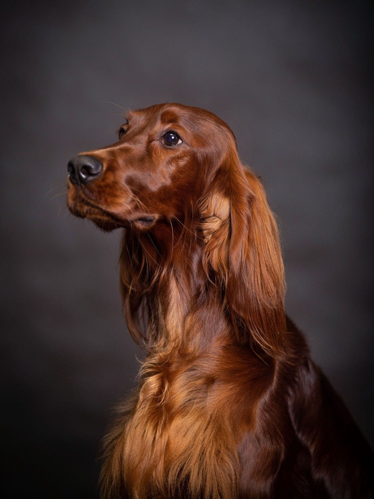 Irish Setter Dog | Diamond Painting