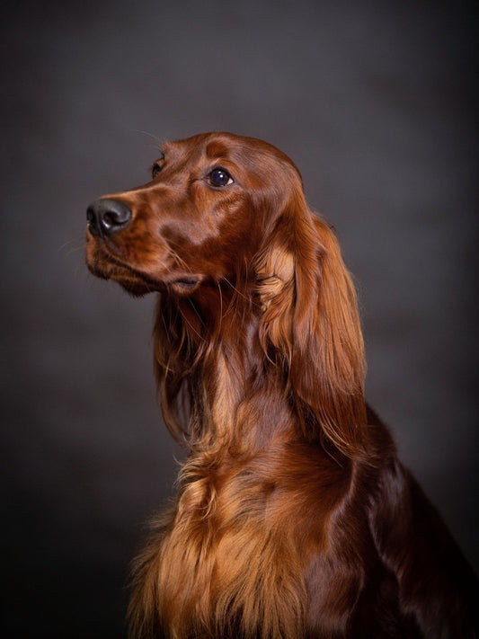 Irish Setter Dog | Diamond Painting