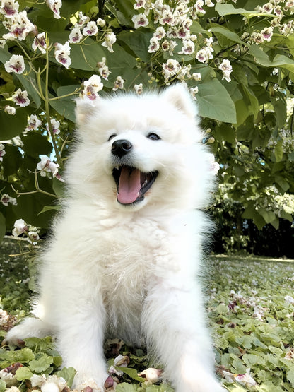 Samoyed Dog | Diamond Painting