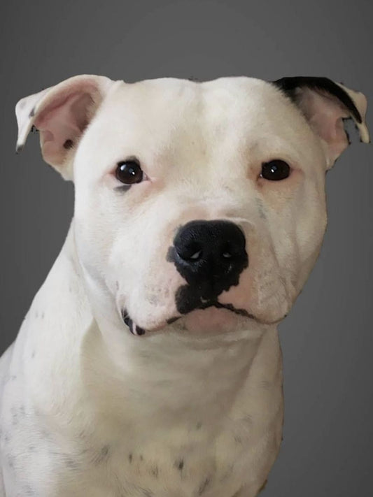 Dog Staffordshire Bull Terrier | Diamond Painting