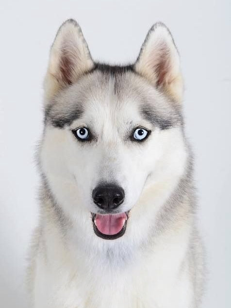 Husky Dog | Diamond Painting