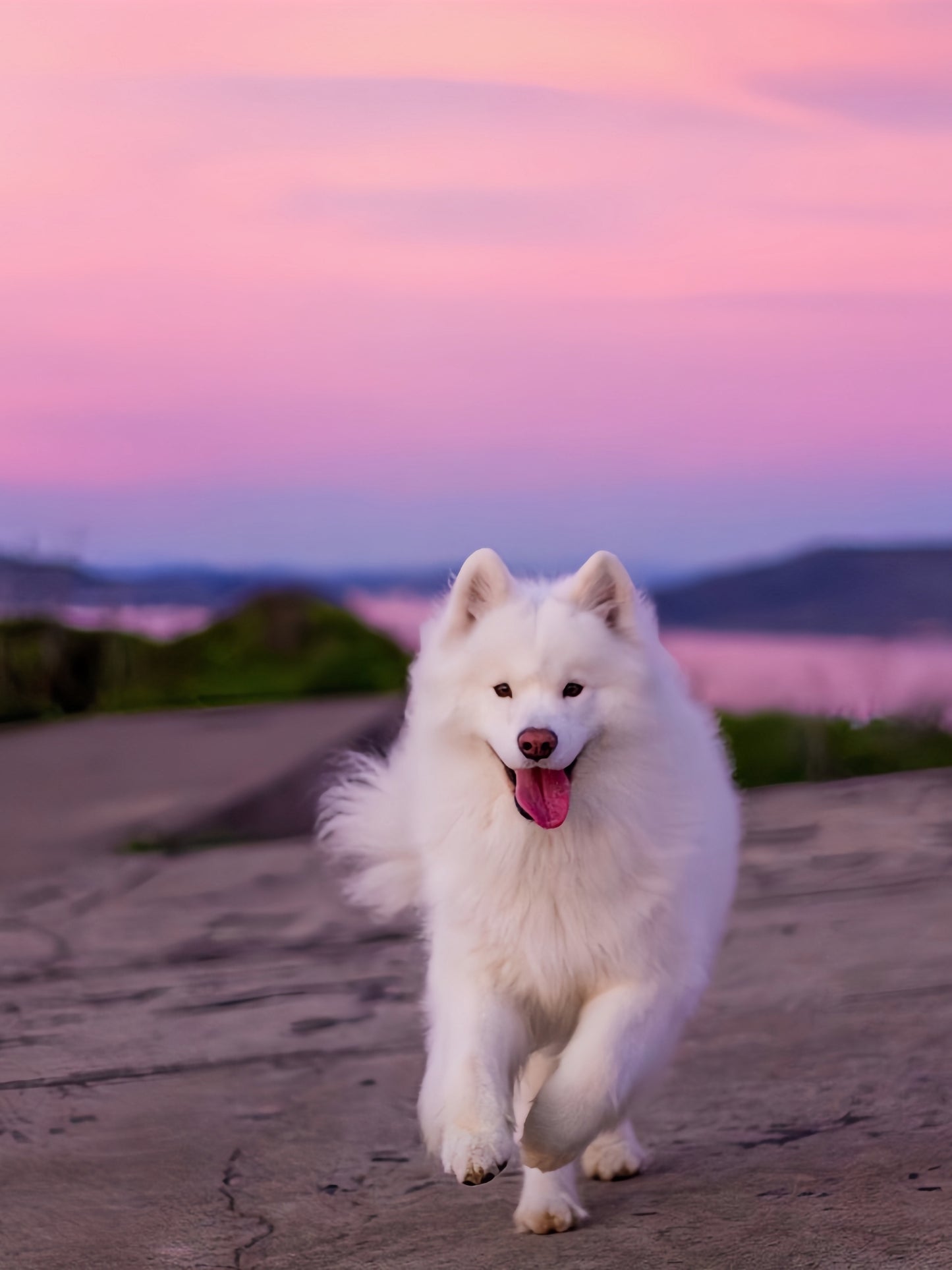 Samoyed Dog | Diamond Painting
