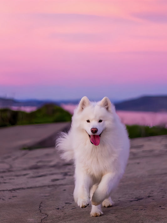 Samoyed Dog | Diamond Painting