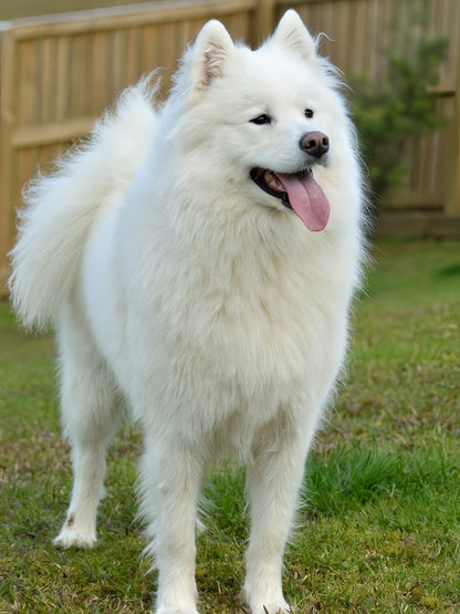 Samoyed Dog | Diamond Painting
