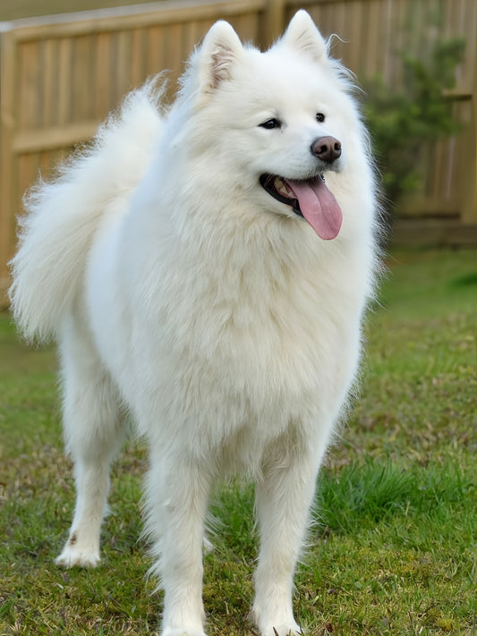Samoyed Dog | Diamond Painting