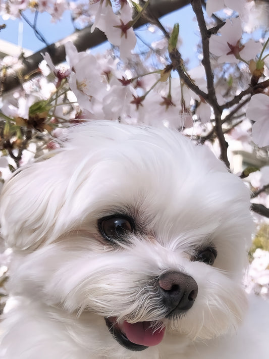 Maltese Dog | Diamond Painting