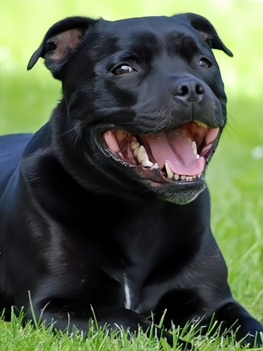 Dog Staffordshire Bull Terrier | Diamond Painting