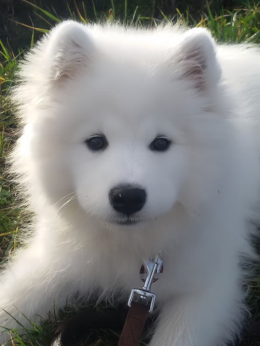 Samoyed Dog | Diamond Painting