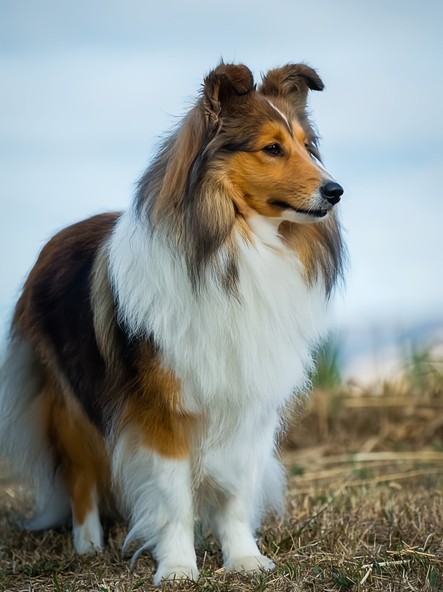 Sheltie Dog | Diamond Painting