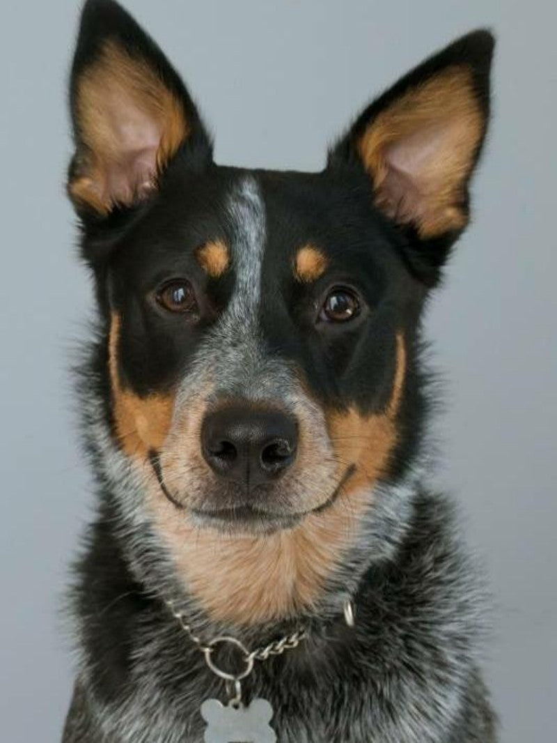 Cattle Dog (Blue Heeler) | Diamond Painting