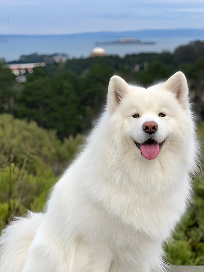 Samoyed Dog | Diamond Painting