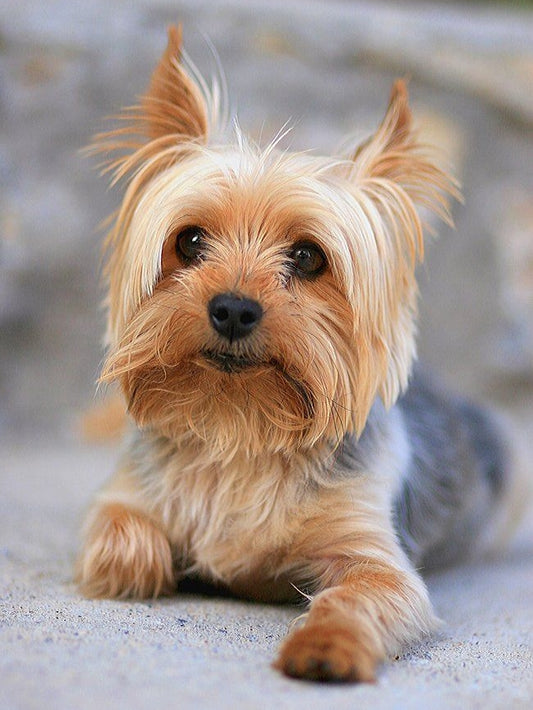 Dog Yorkie | Diamond Painting