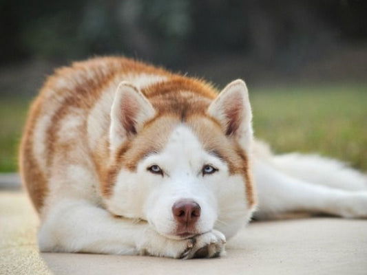 Husky Dog | Diamond Painting