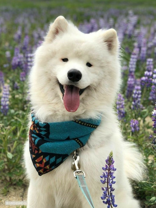 Samoyed Dog | Diamond Painting