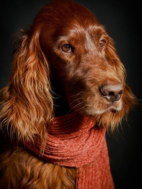 Irish Setter Dog | Diamond Painting