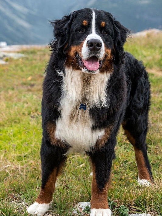Saint Bernard Dog | Diamond Painting