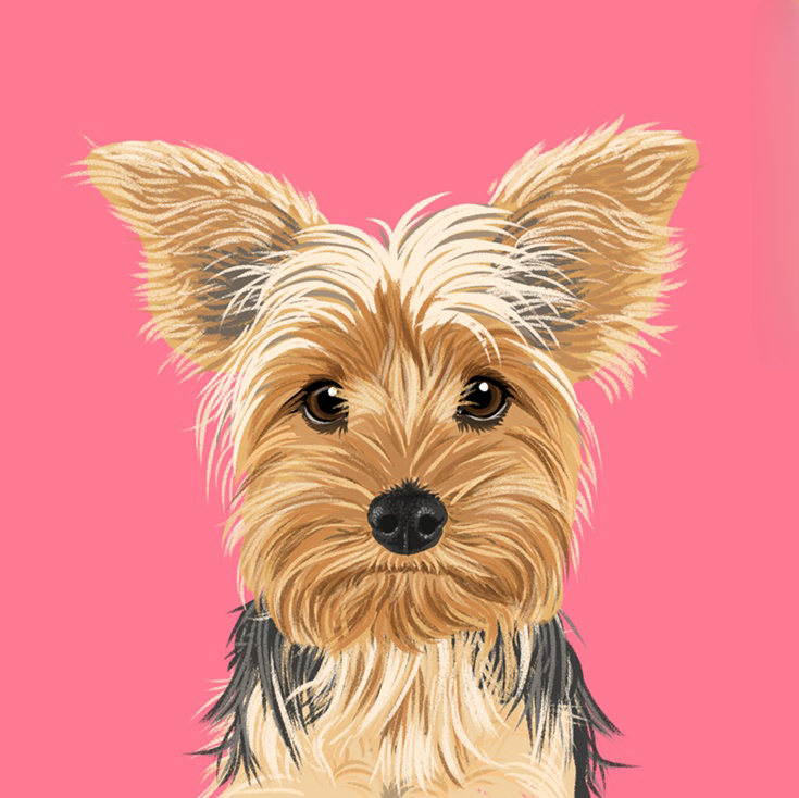 Dog Yorkie | Diamond Painting