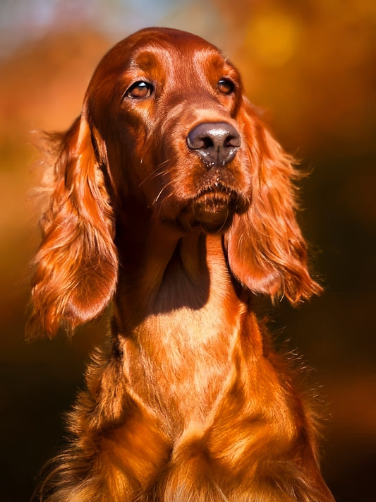 Irish Setter Dog | Diamond Painting