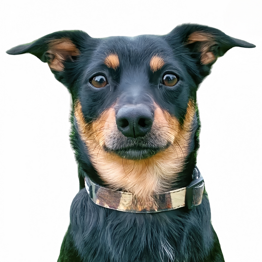 Australian Kelpie Dog | Diamond Painting