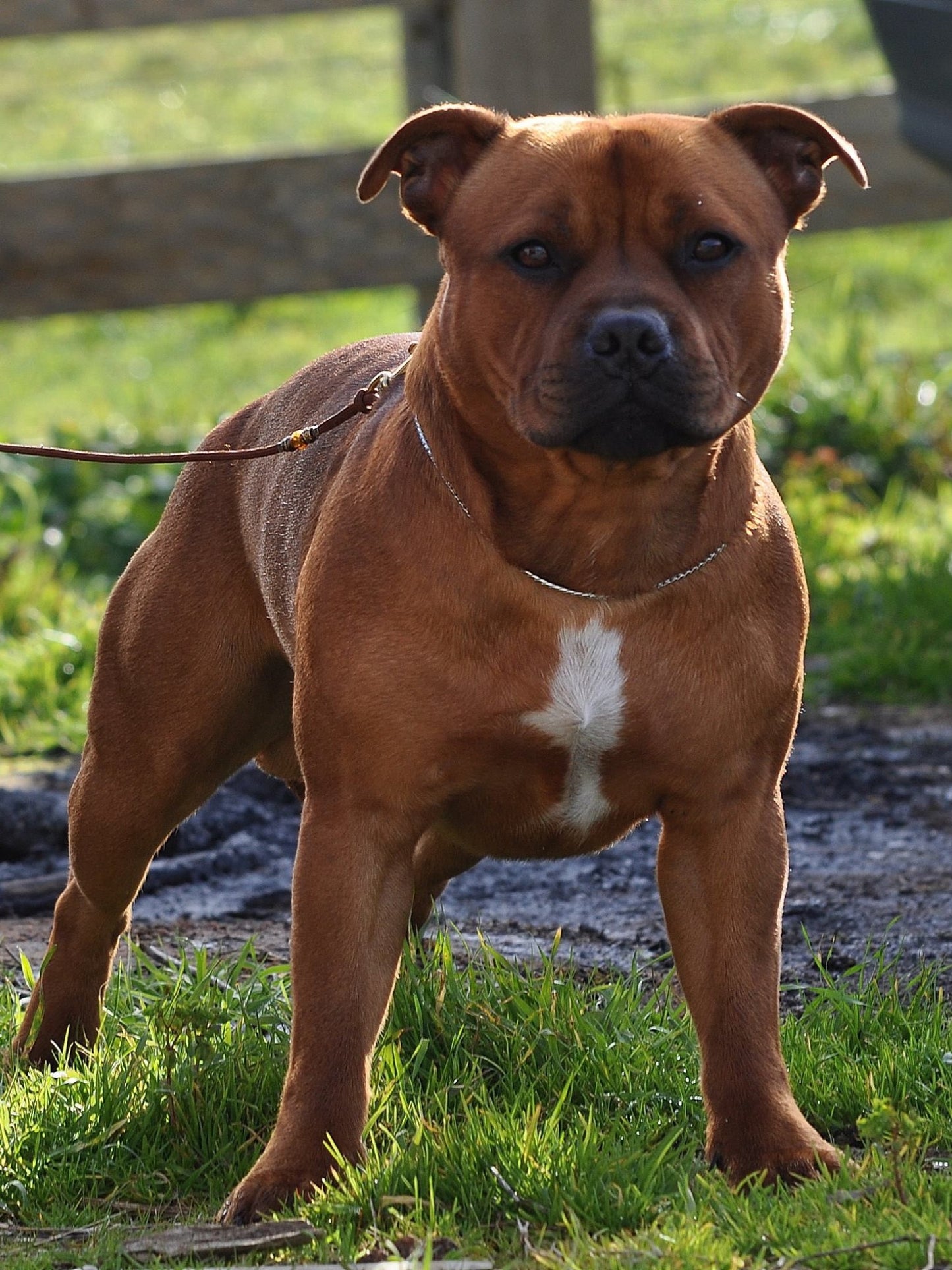 Dog Staffordshire Bull Terrier | Diamond Painting