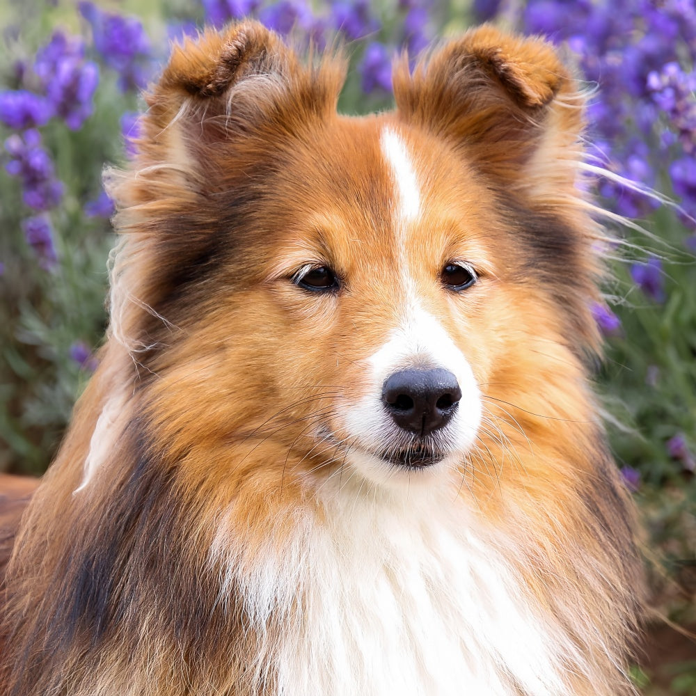 Sheltie Dog | Diamond Painting