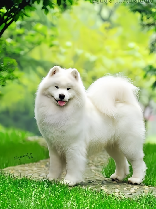 Samoyed Dog | Diamond Painting