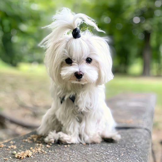 Maltese Dog | Diamond Painting