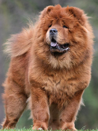 Dog Chow Chow | Diamond Painting