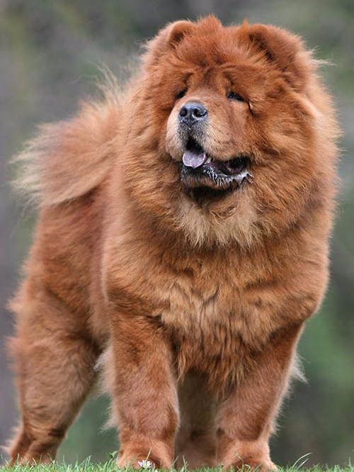 Dog Chow Chow | Diamond Painting