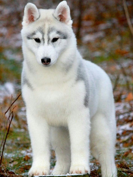 Husky Dog | Diamond Painting