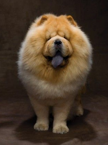 Dog Chow Chow | Diamond Painting