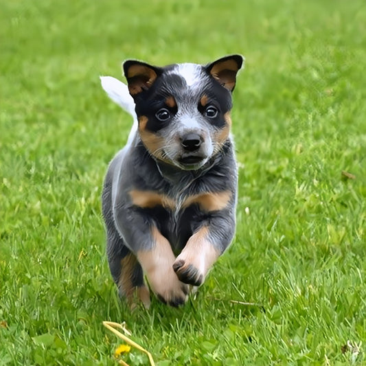 Australian Kelpie Dog | Diamond Painting