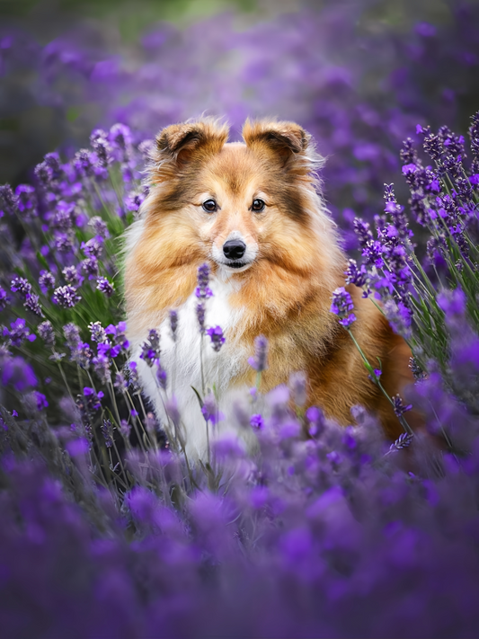 Sheltie Dog | Diamond Painting