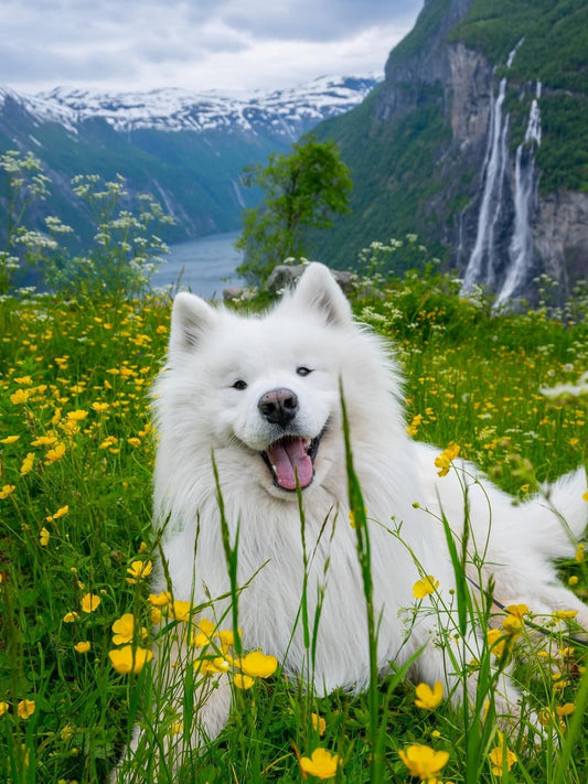 Samoyed Dog | Diamond Painting