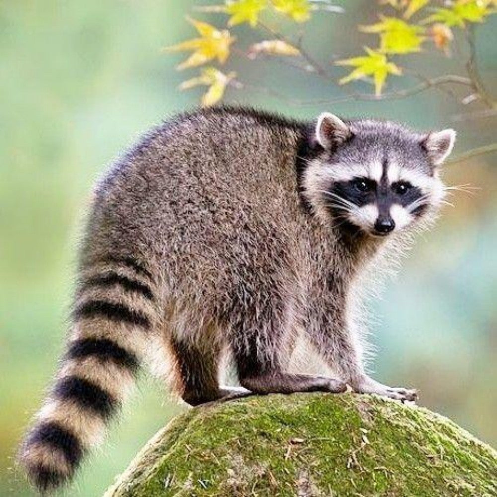 Raccoon | Diamond Painting