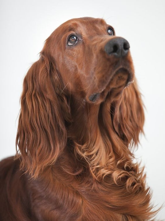 Irish Setter Dog | Diamond Painting