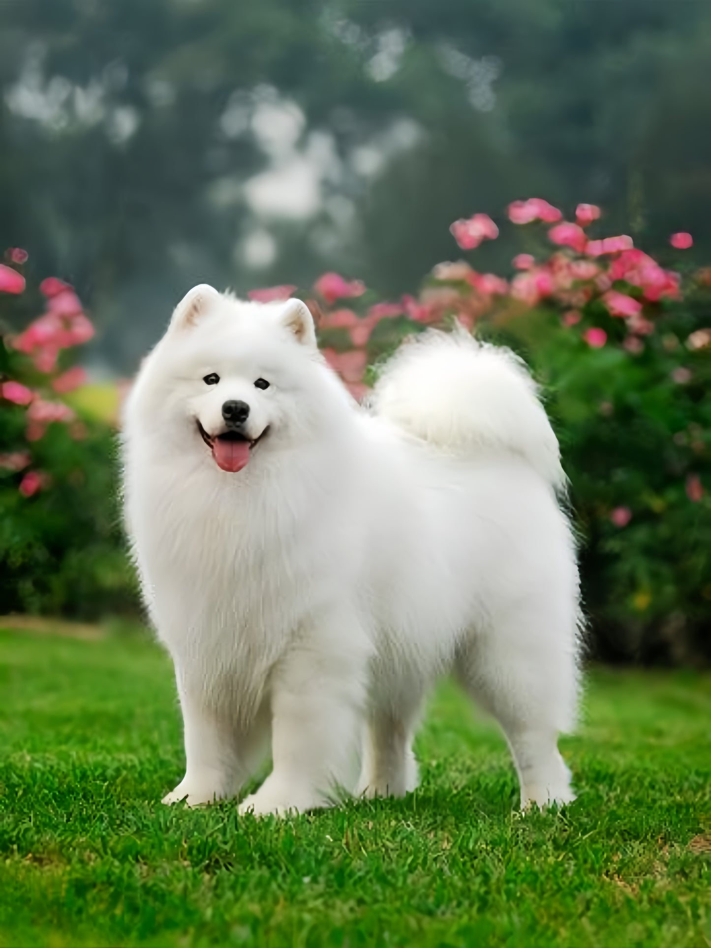 Samoyed Dog | Diamond Painting