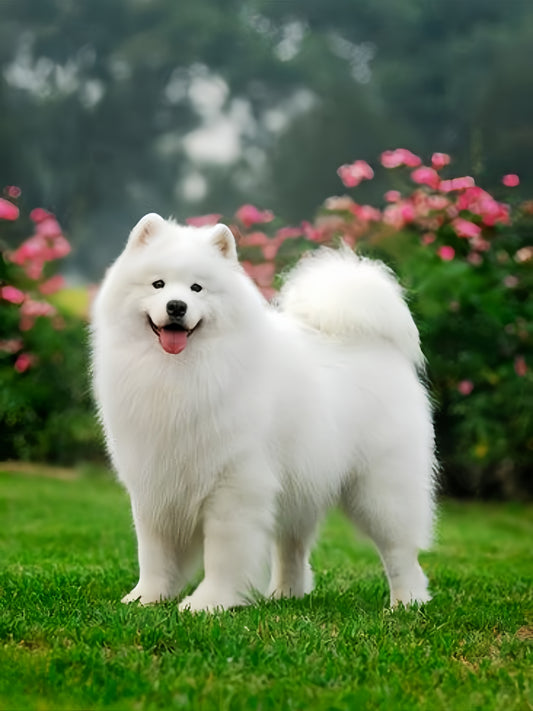 Samoyed Dog | Diamond Painting