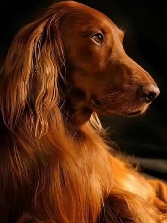 Irish Setter Dog | Diamond Painting