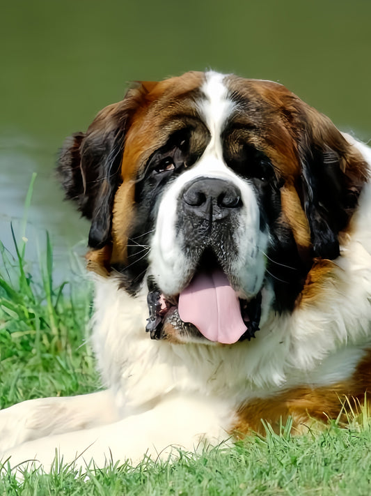 Saint Bernard Dog | Diamond Painting