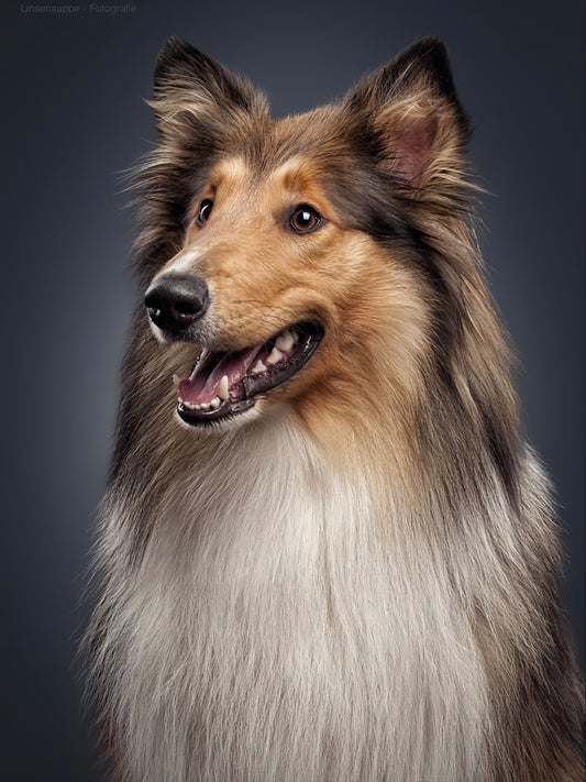 Sheltie Dog | Diamond Painting